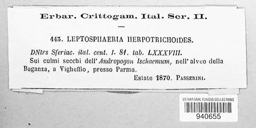 Phaeosphaeria herpotrichoides image